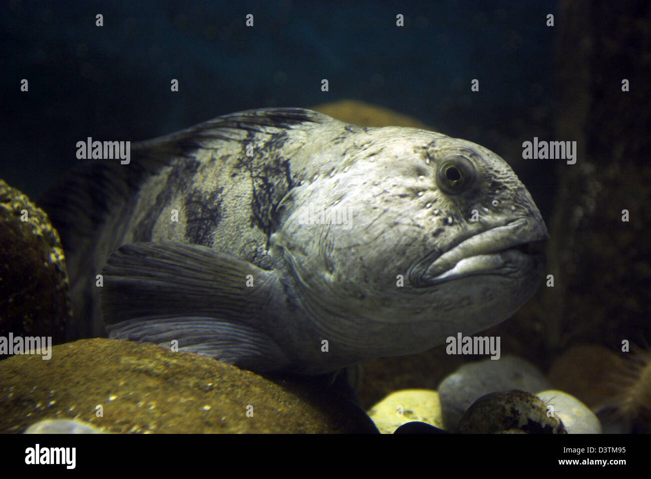 (Dpa) un spogliato wolffish (lat.: Anarhichas lupus) fotografato in un acquario di Bergen, Norvegia, 05 aprile 2006. Foto: Hinrich Baesemann Foto Stock