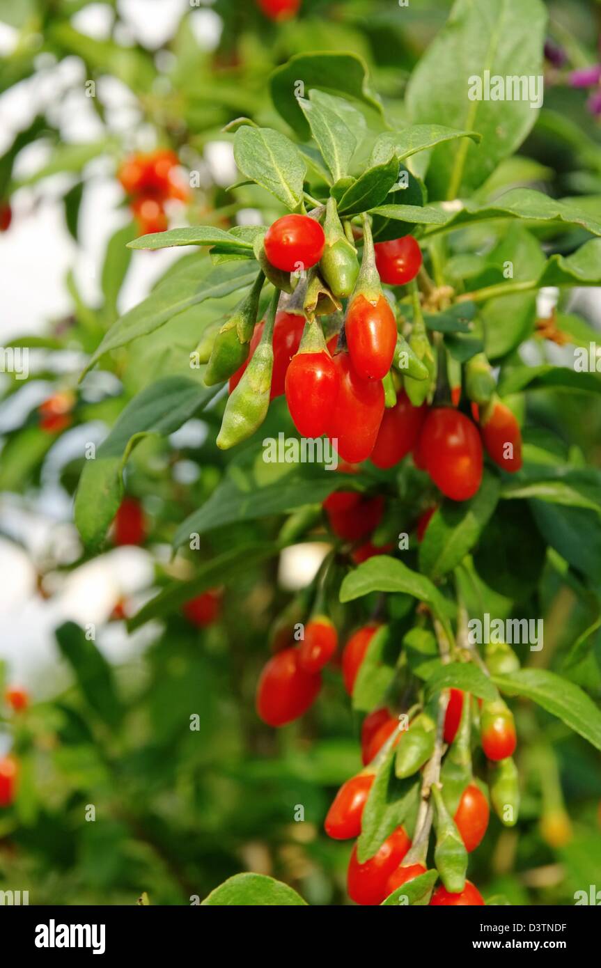 Goji Beere - goji berry 11 Foto Stock