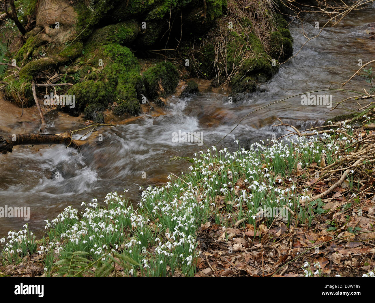 Snowdrops dal fiume Avill, Snowdrop Valley, Exmoor - Galanthus nivalis Foto Stock
