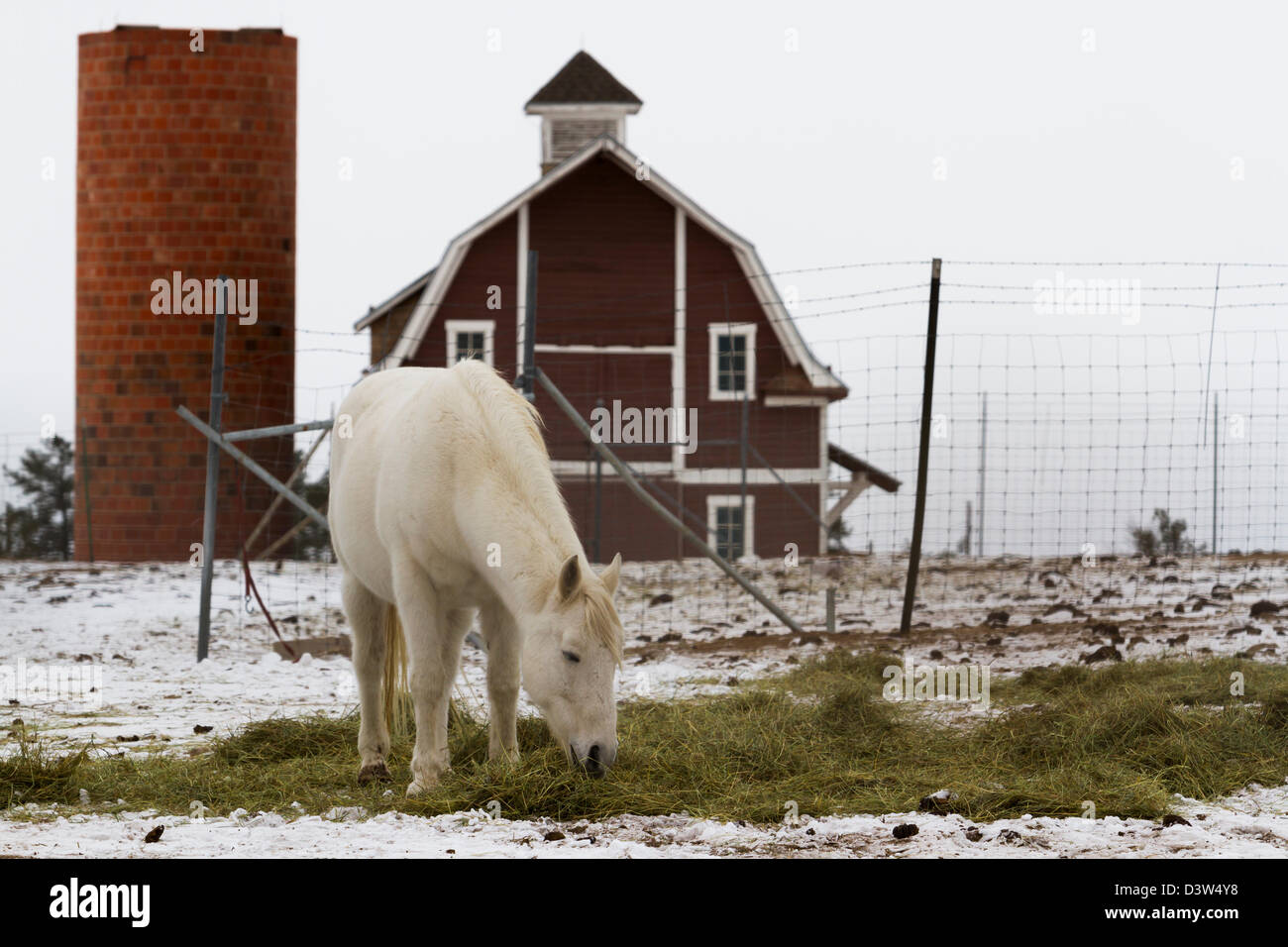 White Horse pascolando vicino a un granaio rosso in inverno. Foto Stock