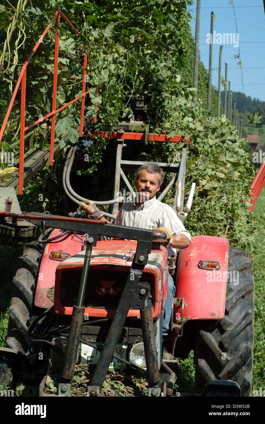 Hop contadino Peter raccolti Bentele hop con l aiuto di un trattore in Wellmutsweiler, Germania, 15 agosto 2006. Bentele cresce hop e frutti secondo direttive Demeter. L'interesse di ingredienti naturali è in aumento tra le fabbriche di birra. Foto: Rolf Schultes Foto Stock