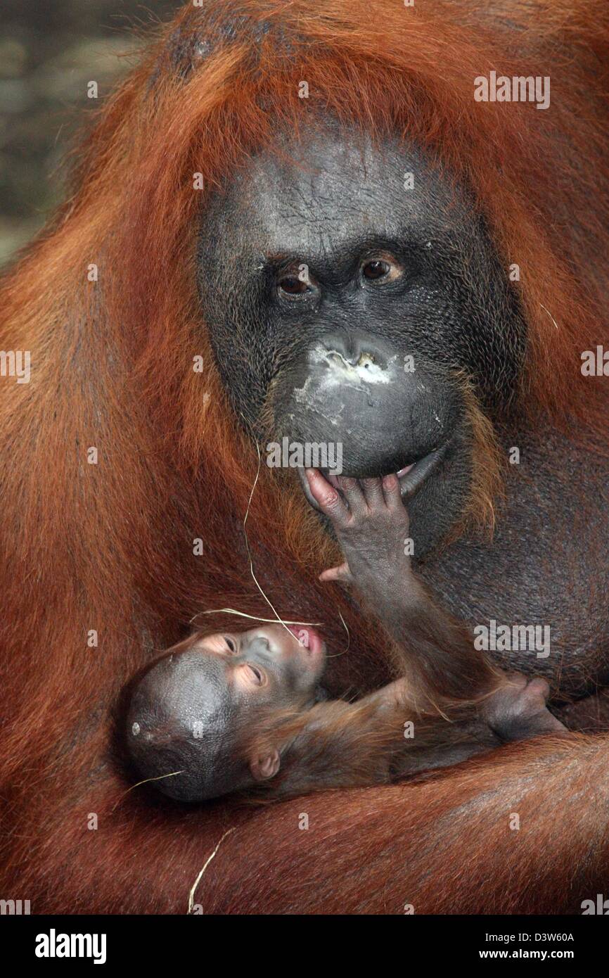 Orangutan madre 'Temmy' detiene la sua prole maschile nelle sue braccia all'ape casa in zoo di Muenster, Germania, Mercoledì, 03 gennaio 2006. Secondo un portavoce dello zoo l'Orango Tango è nato in una condizione stabile Martedì, 26 dicembre 2006. Orangutan le femmine partoriscono alla prole solo ogni sei a sette anni. Foto: Friso Gentsch Foto Stock