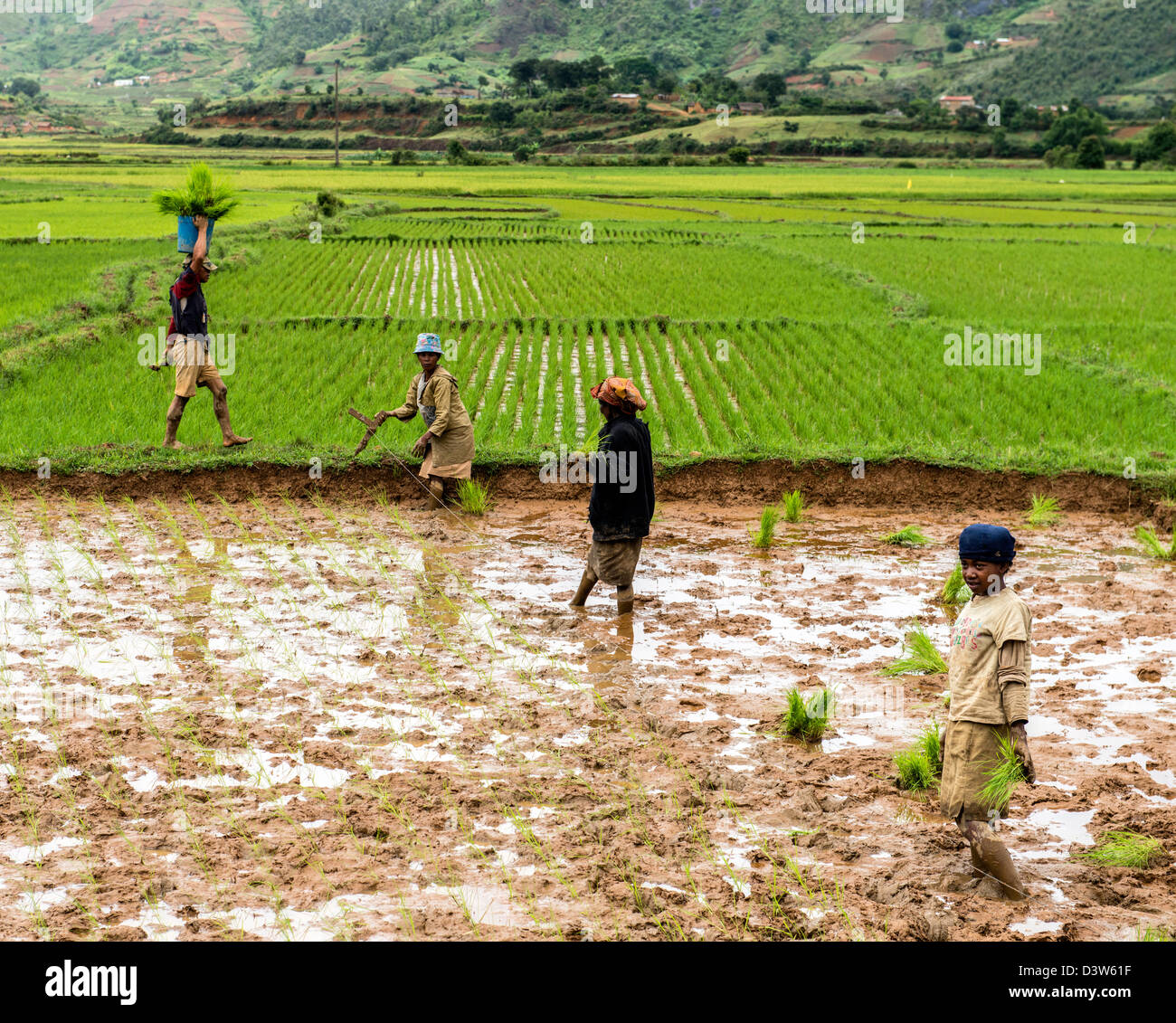 Le donne che lavorano sulle risaie negli altopiani del Madagascar Foto Stock