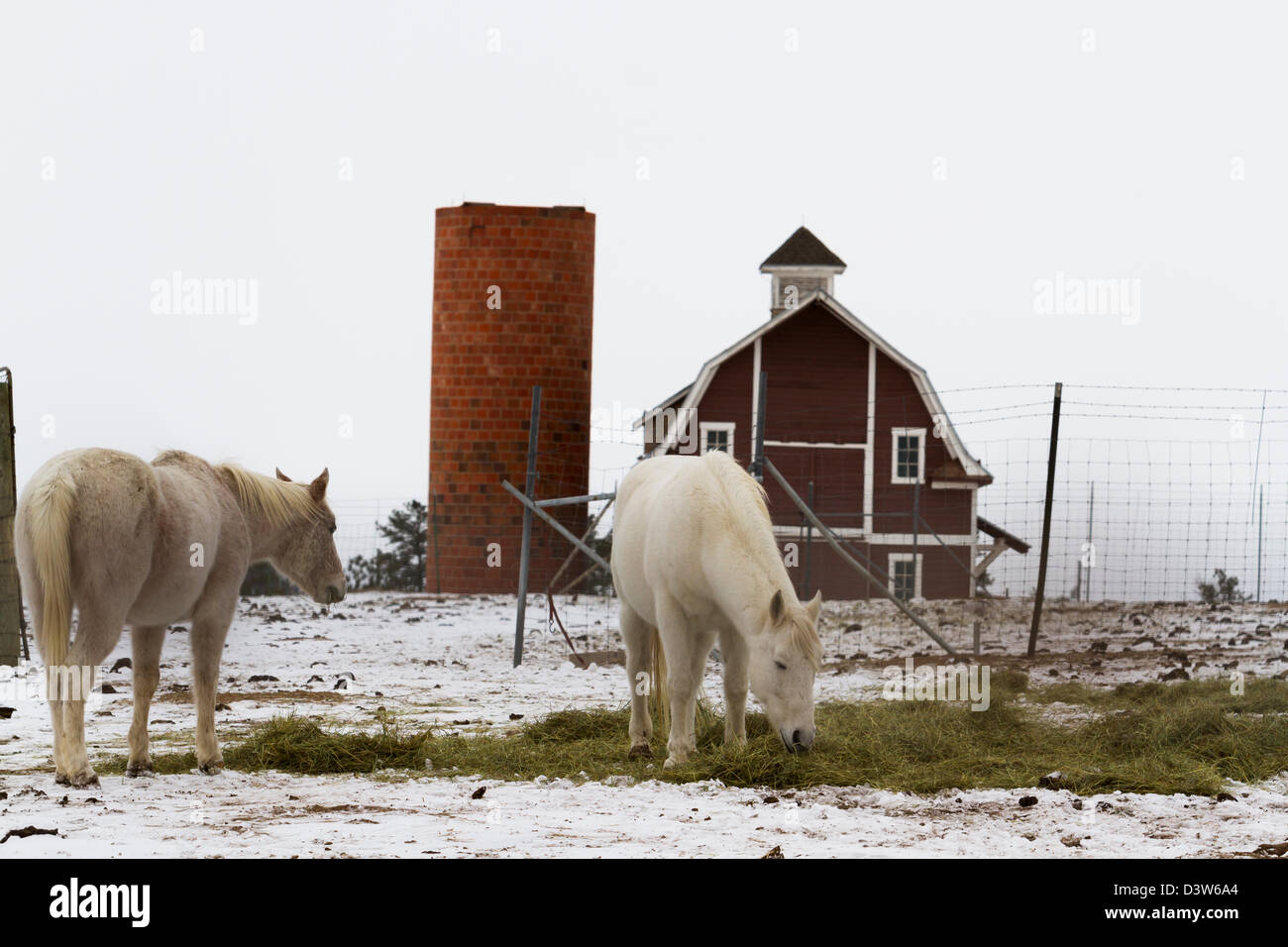 Due cavalli bianchi pascolando vicino a un granaio rosso in inverno. Foto Stock
