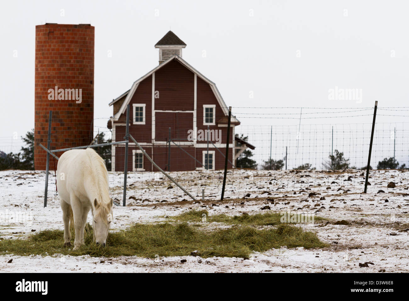 White Horse pascolando vicino a un granaio rosso in inverno. Foto Stock