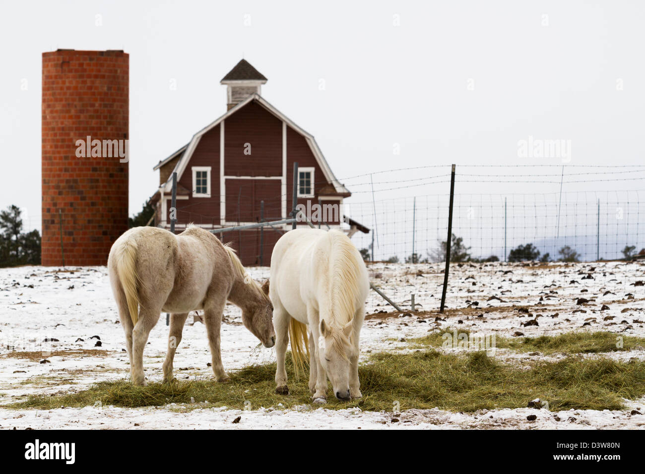 Due cavalli bianchi pascolando vicino a un granaio rosso in inverno. Foto Stock