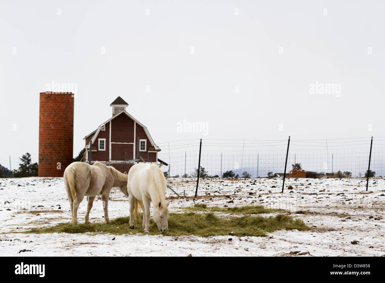 Due cavalli bianchi pascolando vicino a un granaio rosso in inverno. Foto Stock