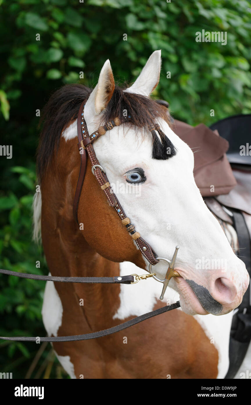 Paint horse head shot, close up ritratto con capezza di dagli occhi blu di fronte bianco pezzati animale. Foto Stock