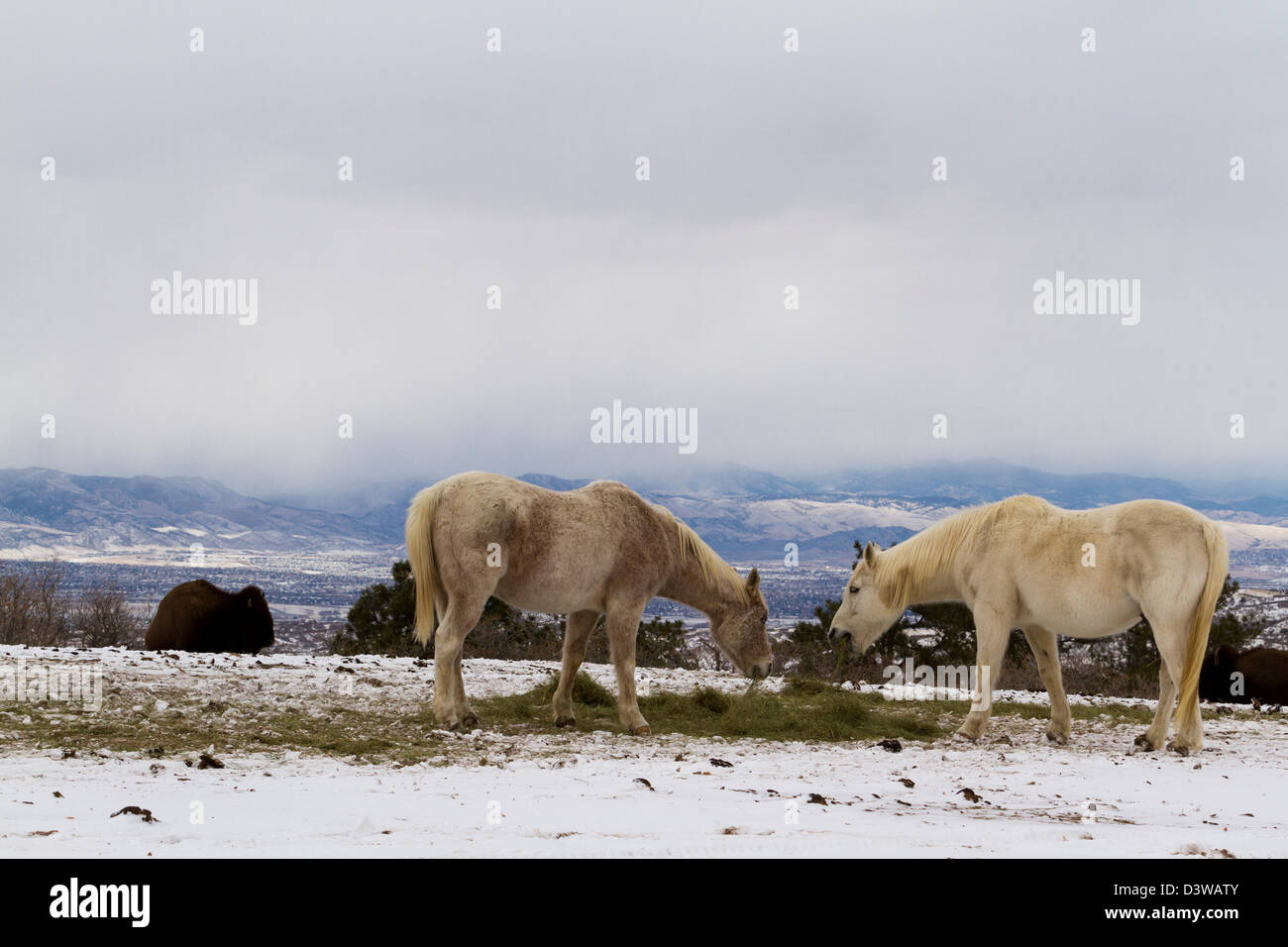 Due cavalli bianchi che pascolano nella neve. Foto Stock