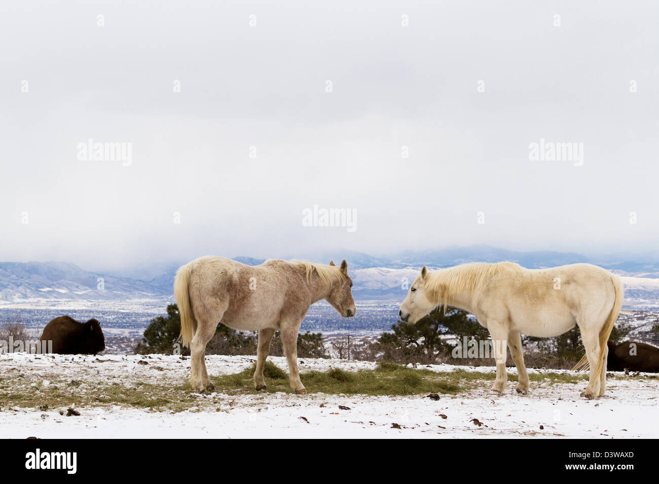 Due cavalli bianchi che pascolano nella neve. Foto Stock
