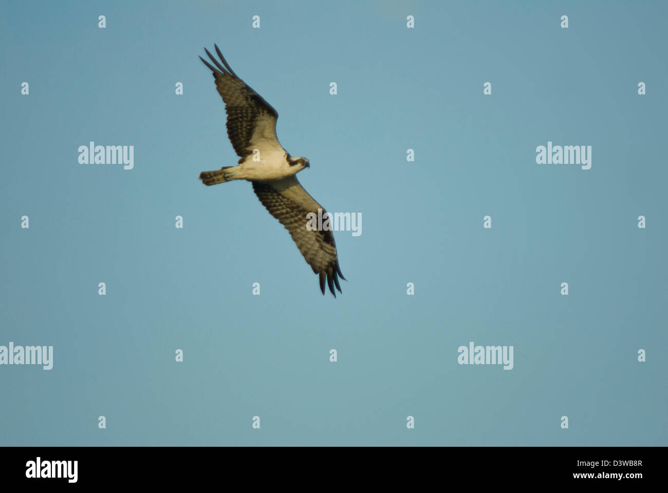 Falco pescatore (Pandion haliaetus) in volo su Assateague, Maryland Foto Stock