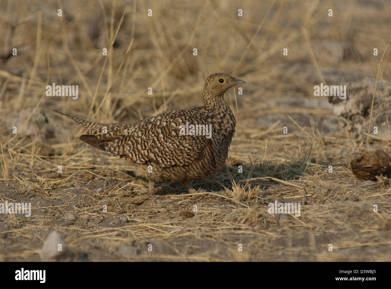 Namaqua Sandgrouse (Pterocles namaqua) in Etosha National Park, Namibia Foto Stock