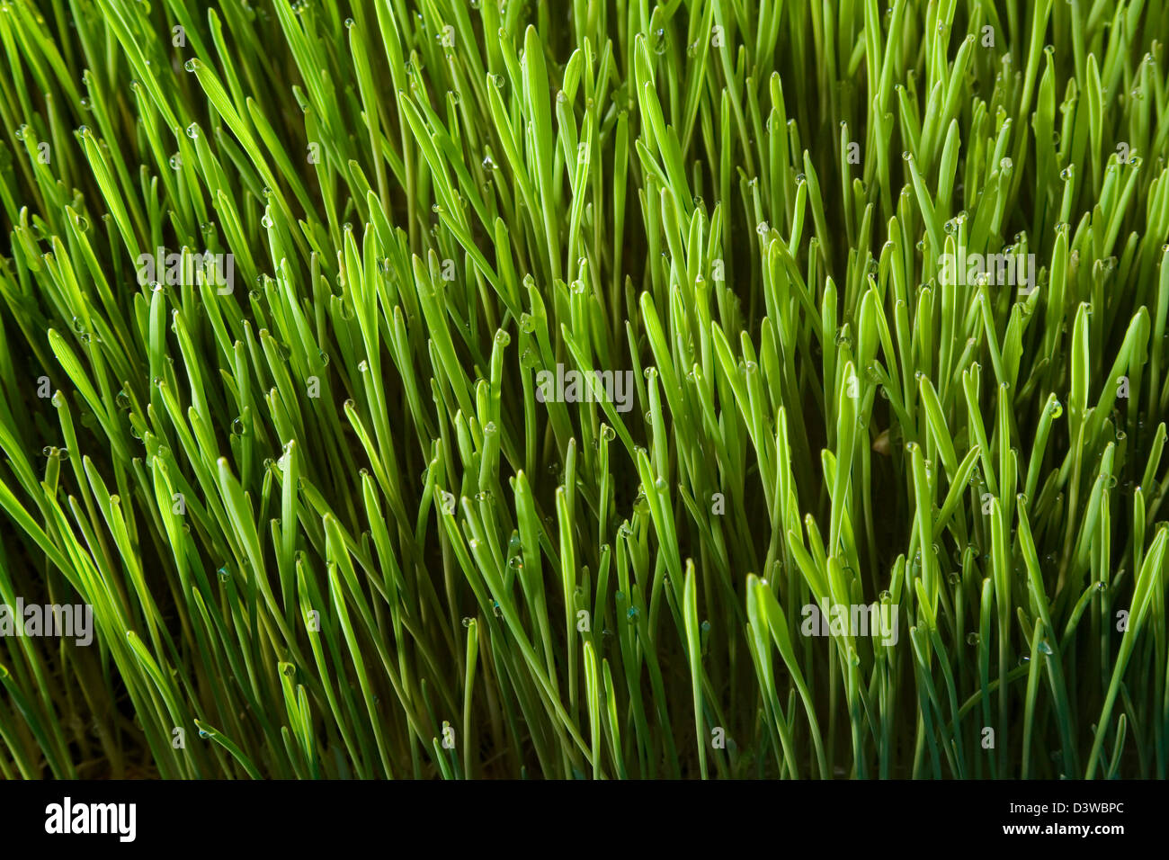Wheatgrass close up - piatti privi di glutine Foto Stock