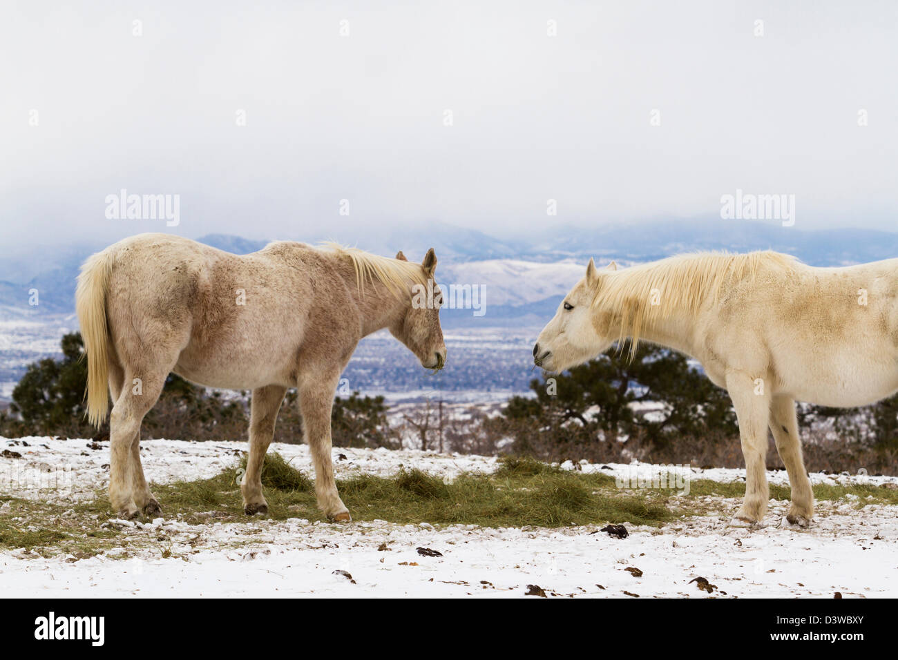 Due cavalli bianchi che pascolano nella neve. Foto Stock