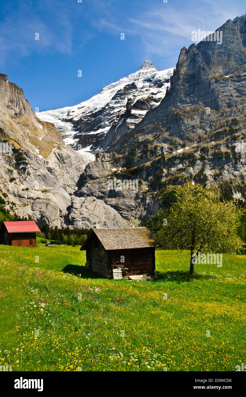 Piccolo chalet in prato fiorito con sfondo di montagne, Grindelwald Foto Stock