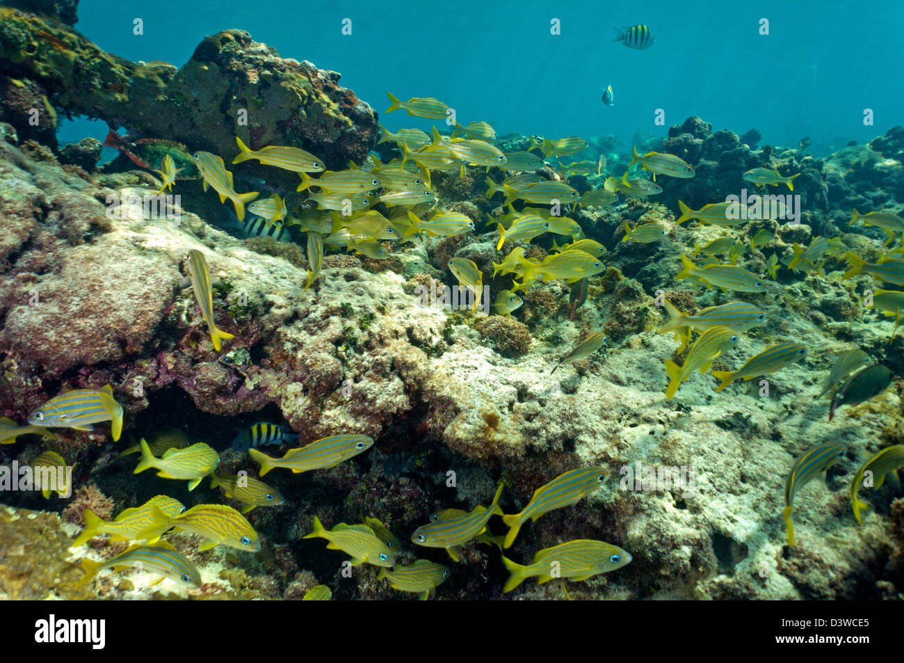 Scuola di pesce Snappers (Lutjanus kasmira), Bayahibe, Repubblica Dominicana Foto Stock