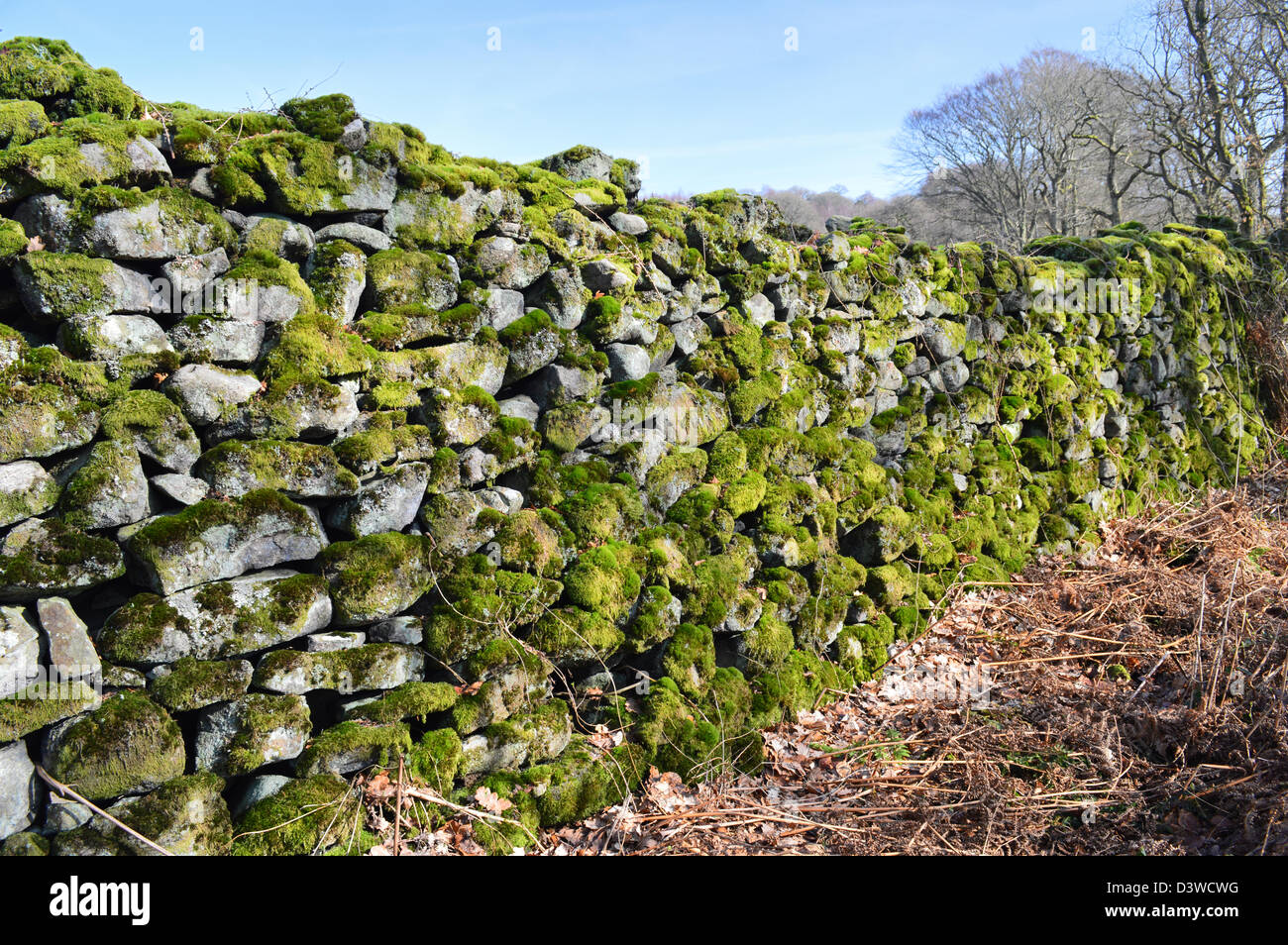 Asciugare la parete di pietra coperta di verde muschio sul modo Dales a lunga distanza sentiero Wharfedale Yorkshire Dales Foto Stock