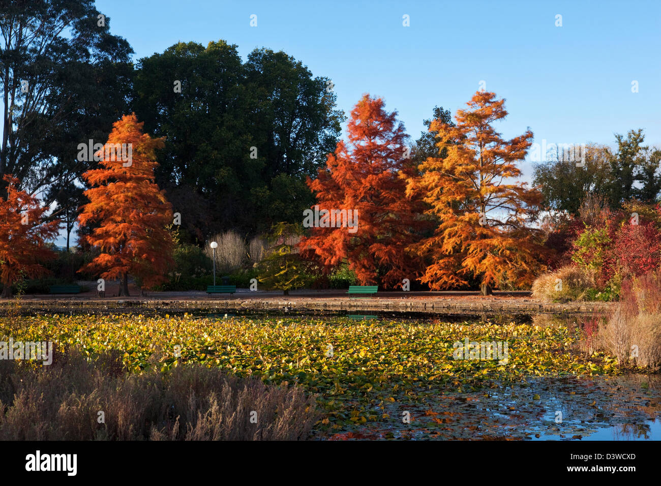 I colori autunnali nel parco. Commonwealth Park, Canberra, Australian Capital Territory (ACT), Australia Foto Stock