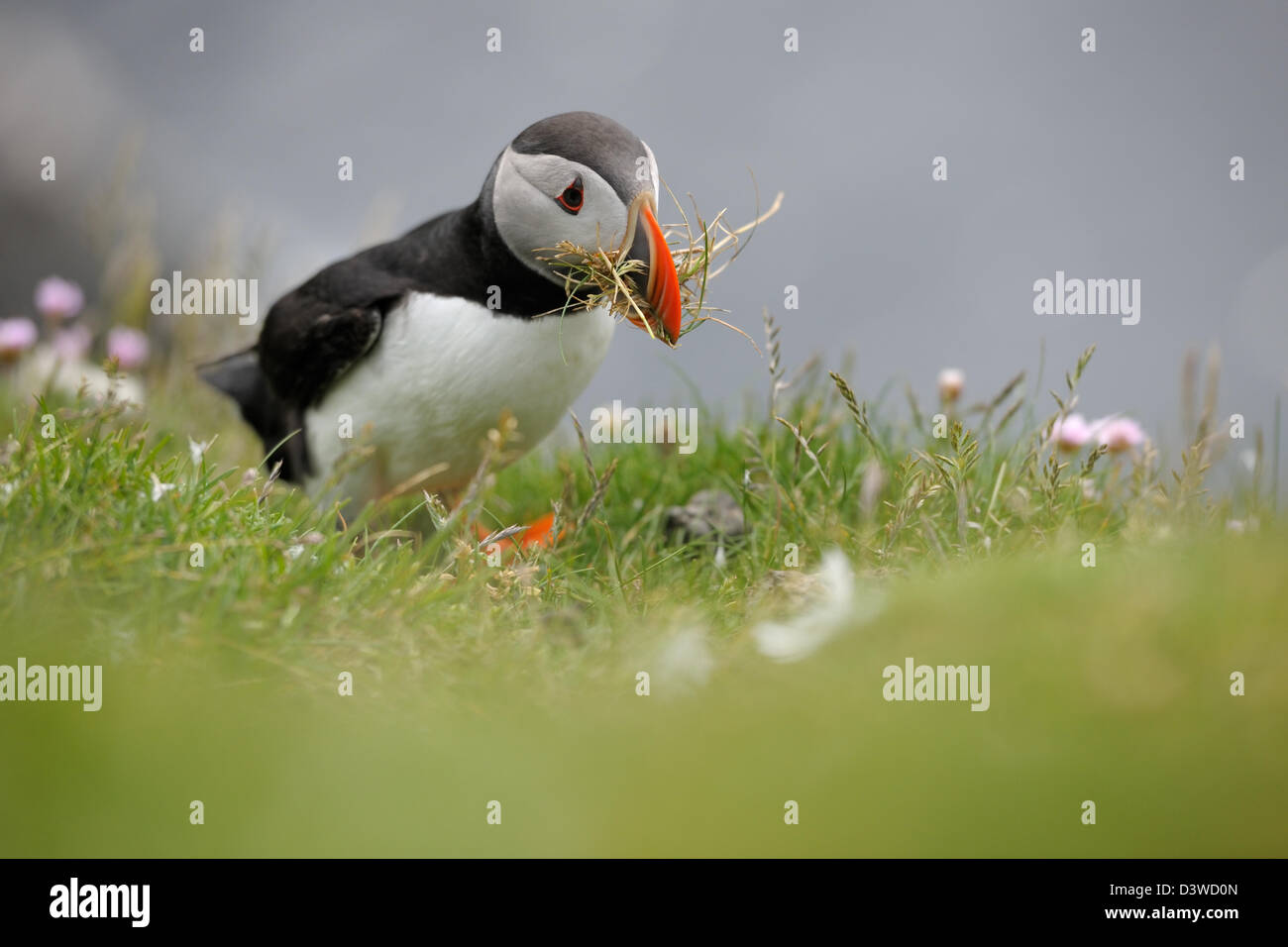 Atlantic Puffin con materiale di nido nel suo becco Foto Stock