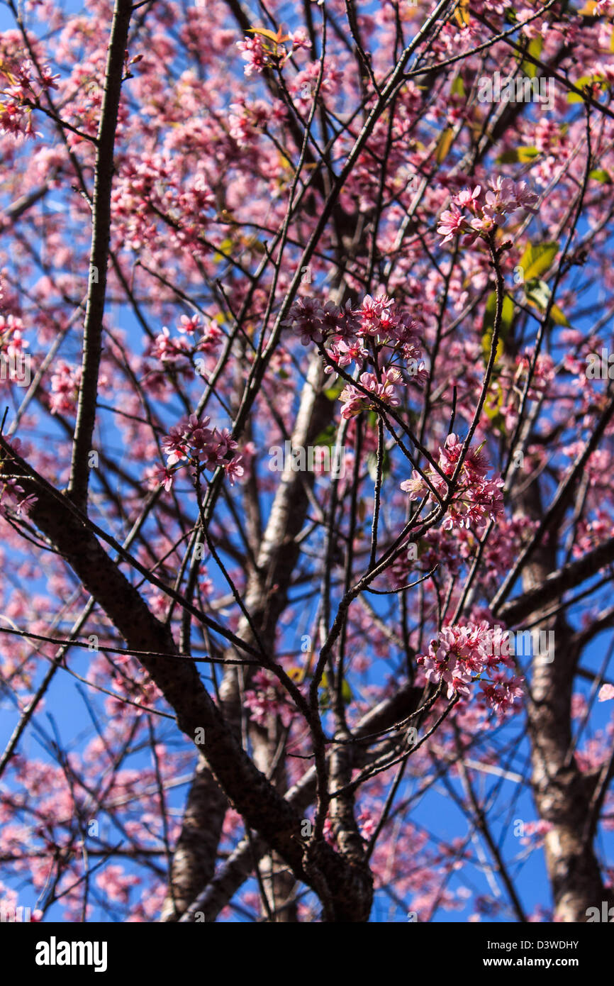 Fiore di Ciliegio con sfondo incantevole colore rosa , khunchangkain Foto Stock