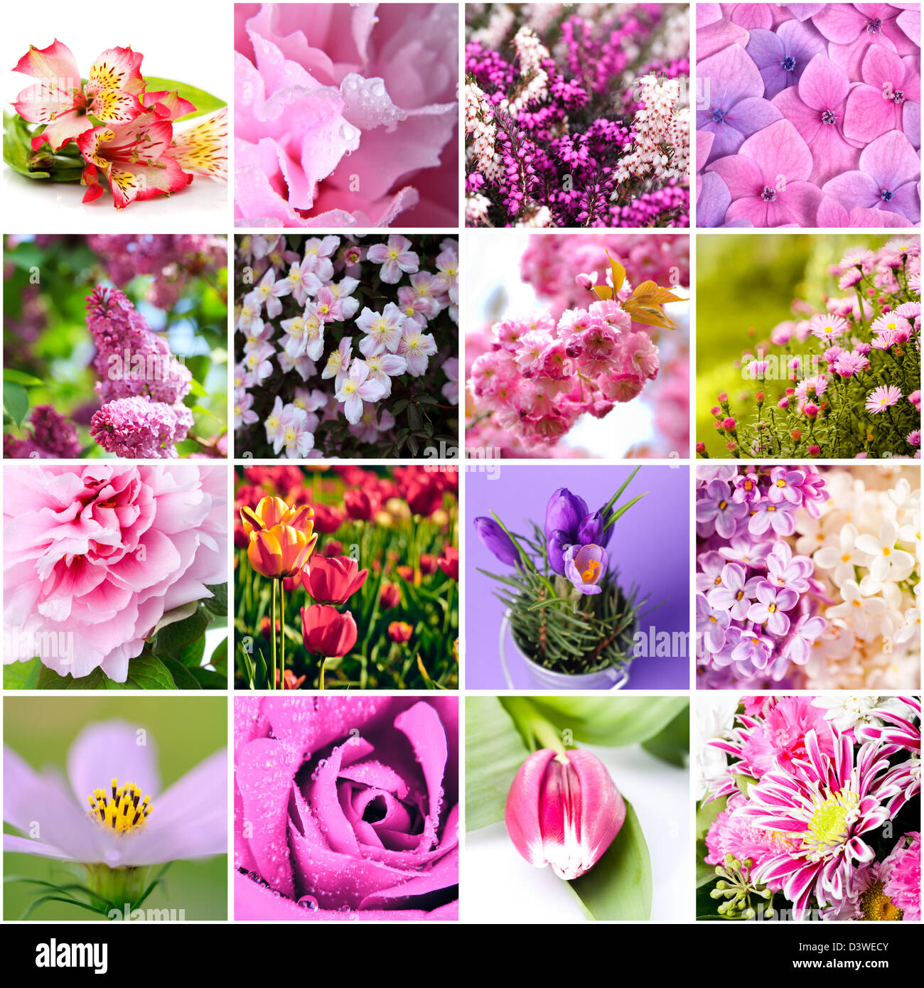 Closeup bella lilla e fiori di colore rosa collage Foto Stock