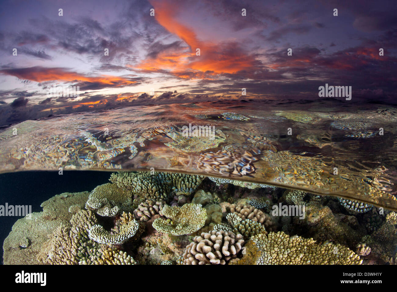 Coral Reef al tramonto, Acropora sp., Ari Atoll, Maldive Foto Stock