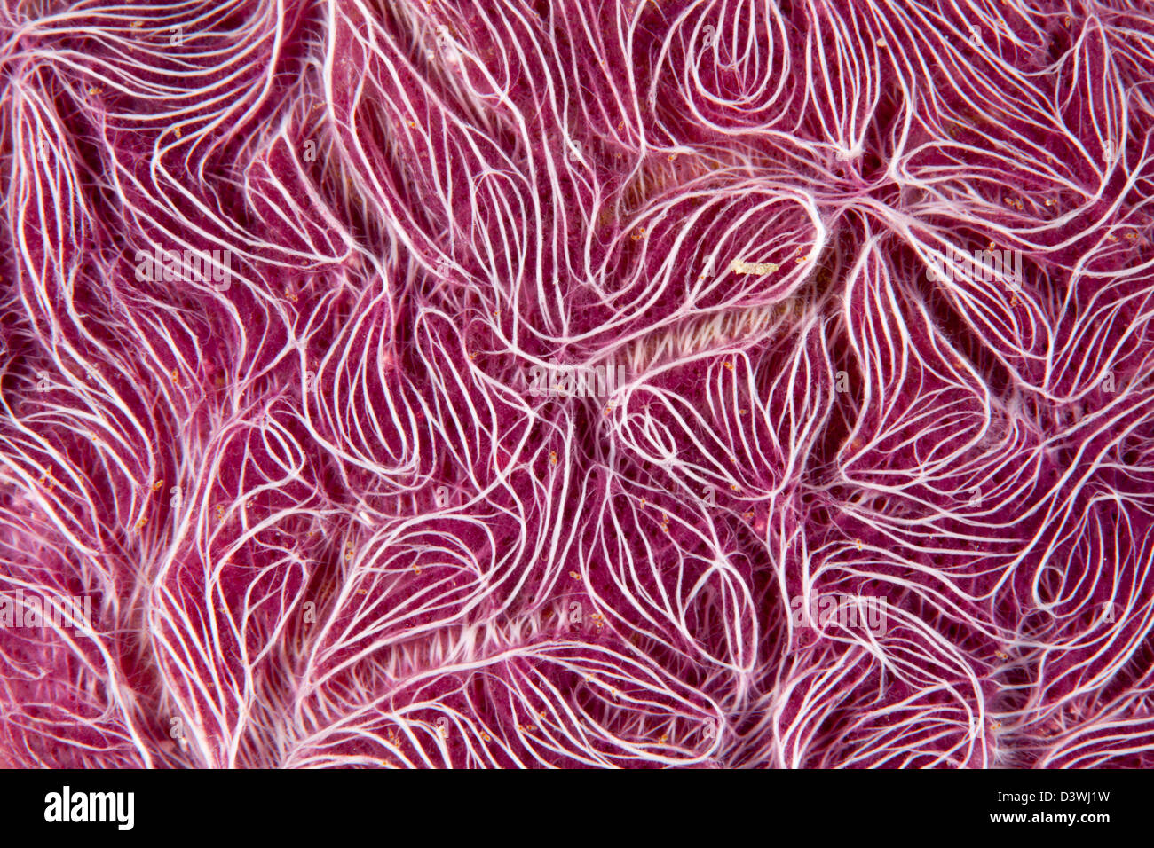 Cose di spugna incrostante, Nara nematifera, Ari Atoll, Maldive Foto Stock