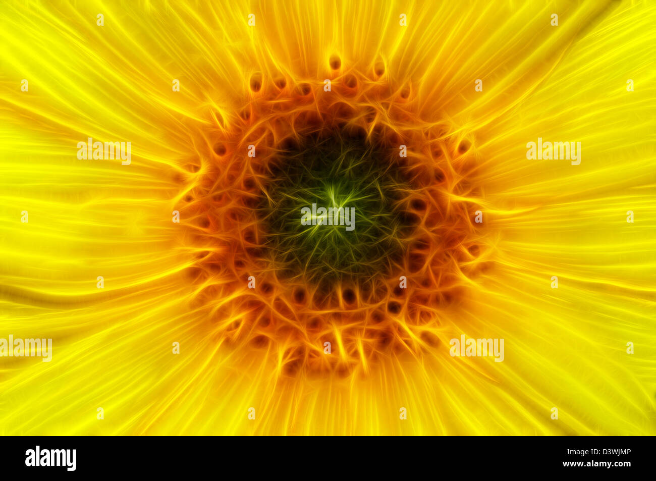 Fiore di girasole Foto Stock