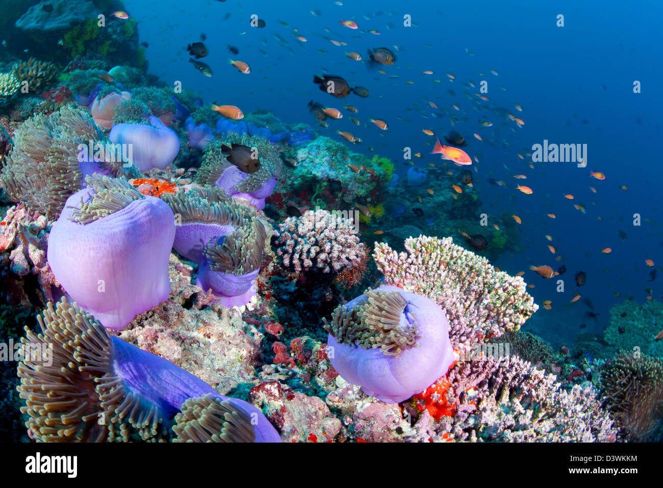 Colonia di magnifica anemone marittimo con Blackfoot Anemonefish, Heteractis magnifica, Amphiprion nigripes, Ari Atoll, Maldive Foto Stock