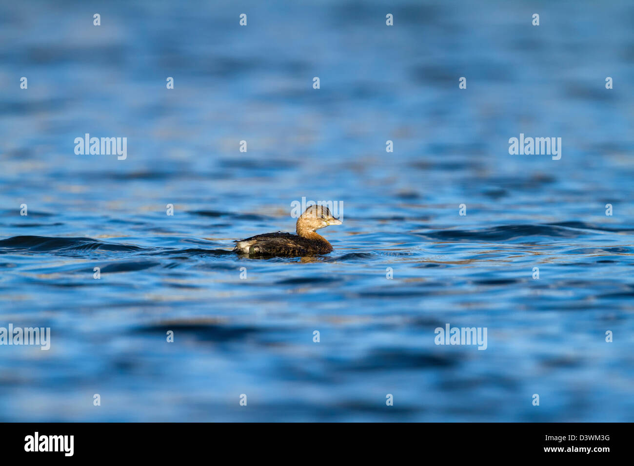 Pied-fatturati svasso - Podilymbus podiceps - Passaic River, NJ Foto Stock
