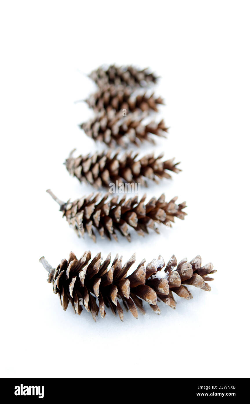 5 coni di pino in inverno la neve. Foto Stock