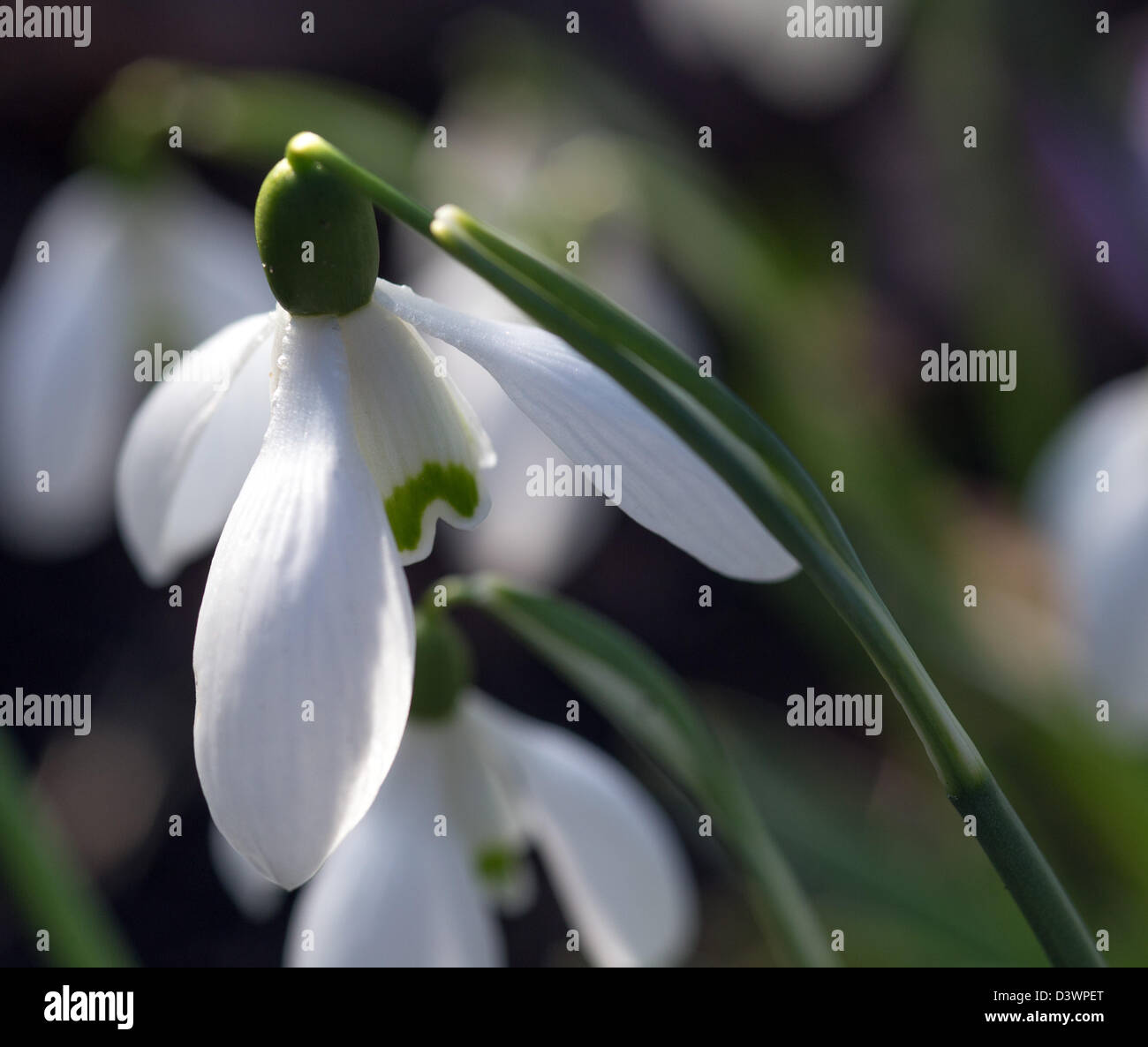 Snowdrop Galanthus Valentinei Febbraio 2013 Foto Stock