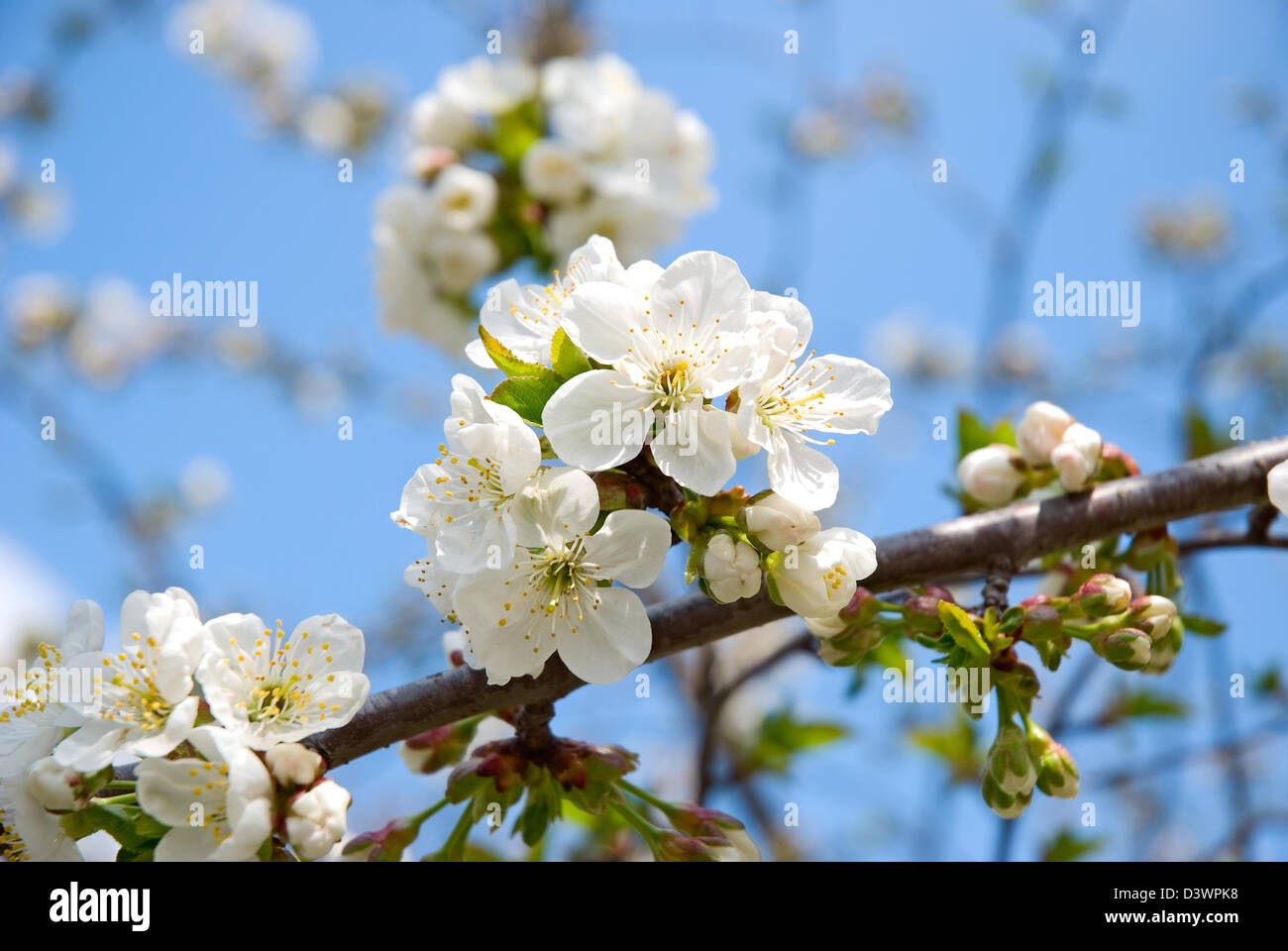 La struttura ad albero di fioritura di una ciliegia è fotografata su uno sfondo di cielo blu Foto Stock