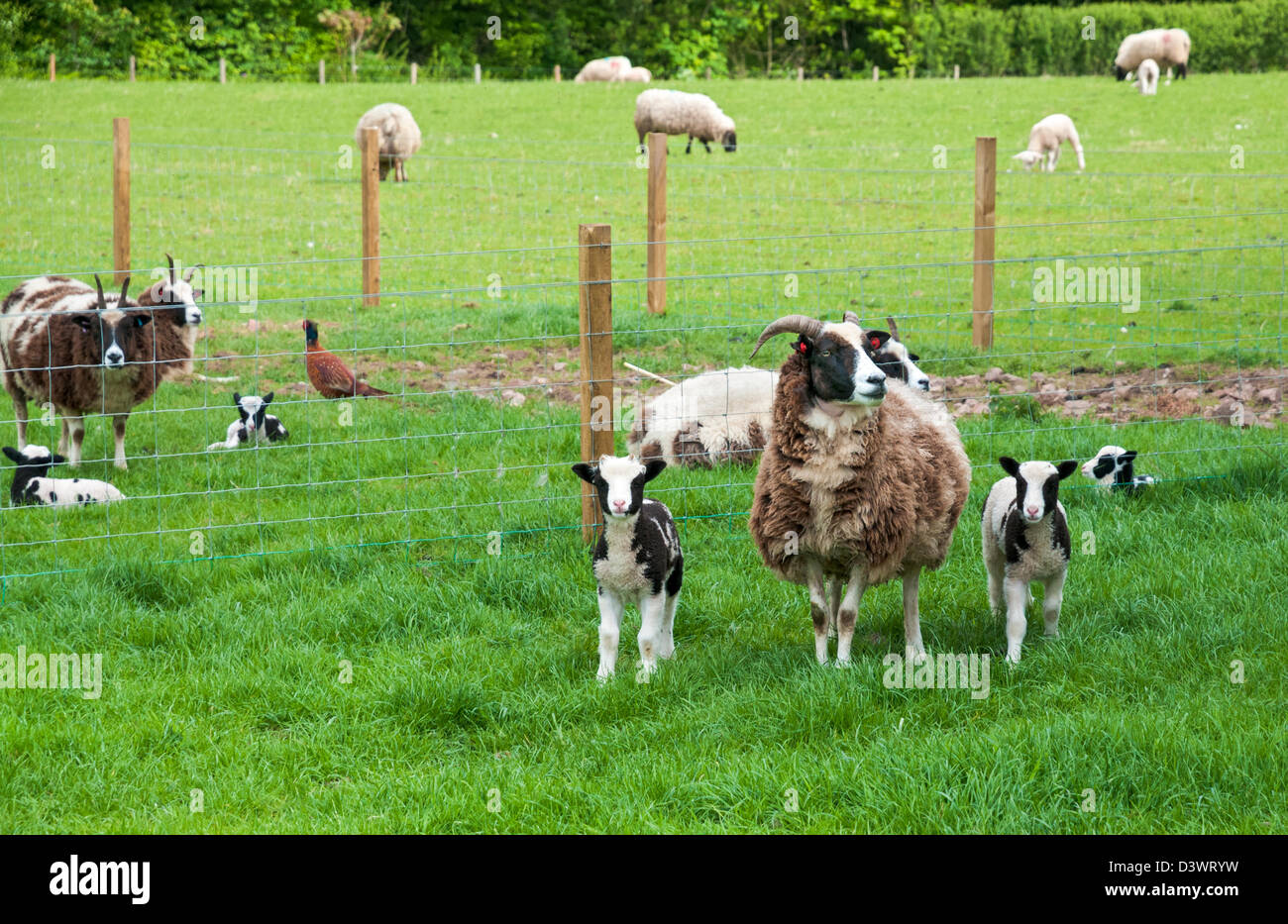 La Scozia, Scottish Borders, Jacob pecore, Pecora con agnello coppia Foto Stock