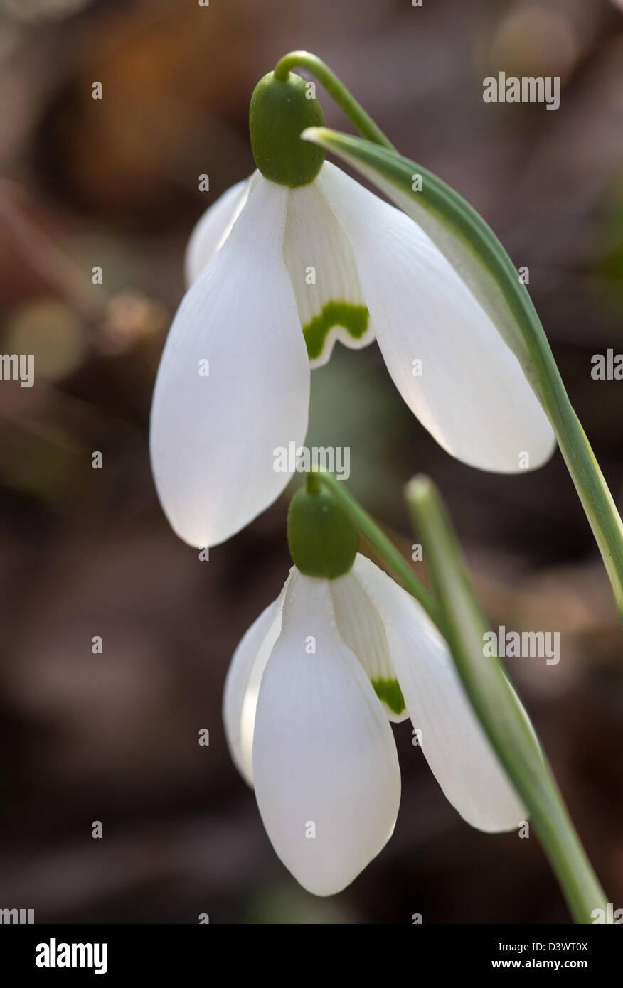 Snowdrop Galanthus Valentinei Febbraio 2013 Foto Stock