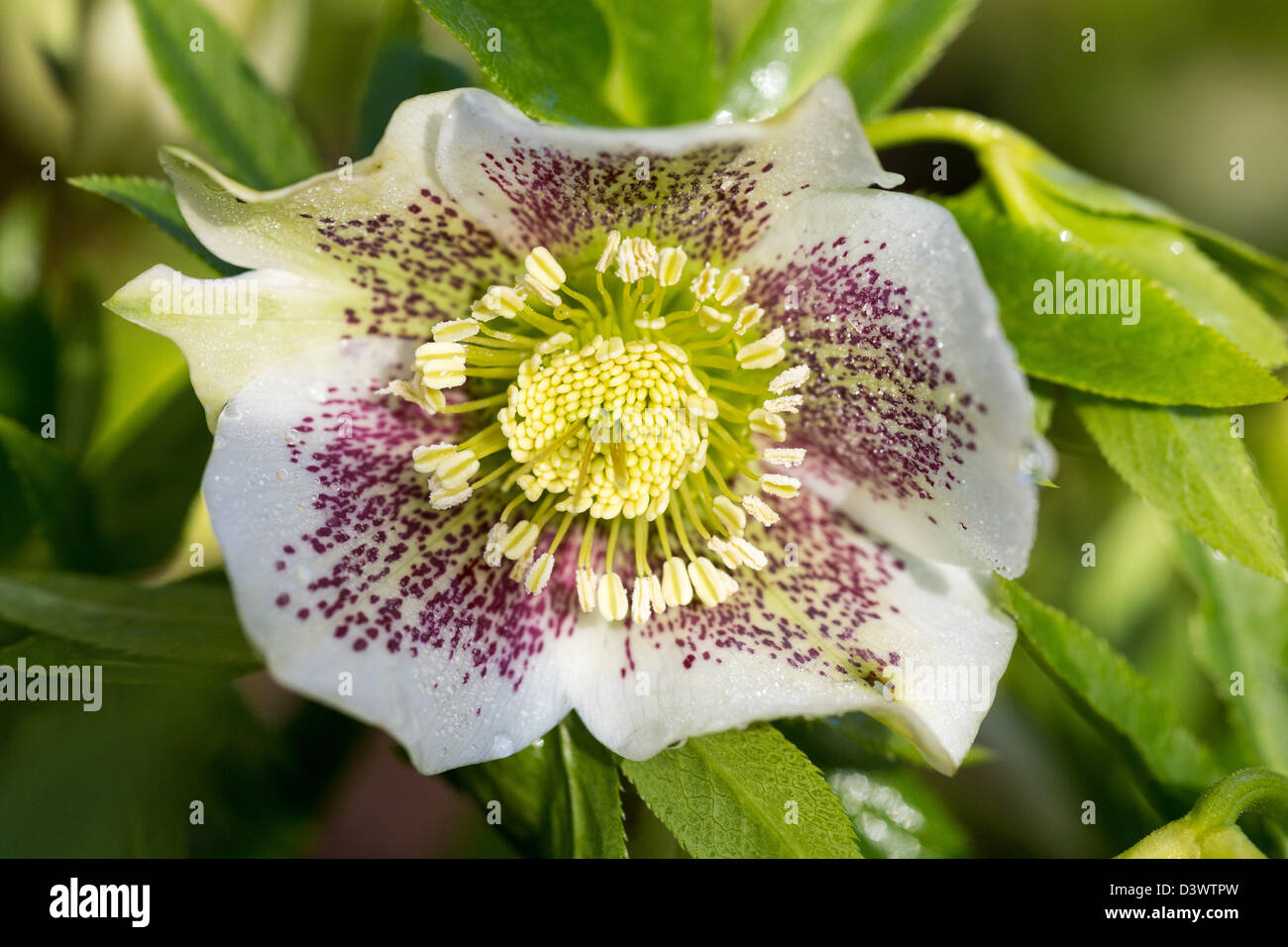 Close-up di Helleborus Orientalis ibrido, Febbraio 2013 Foto Stock