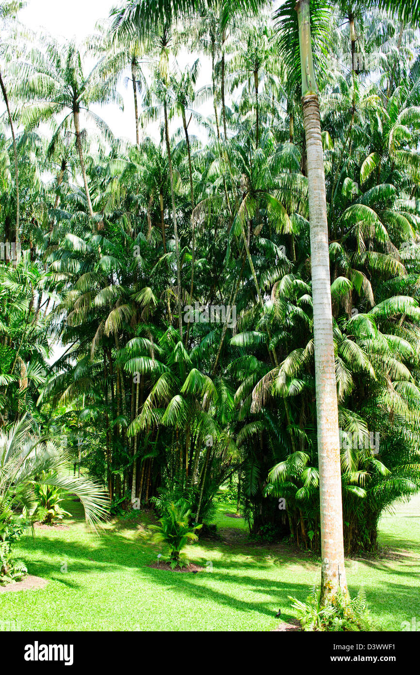 Singapore Giardino Botanico1 grado Nth dell'equatore ha 10.000 specie di piante e i mondi più grande collezione di orchidee Foto Stock