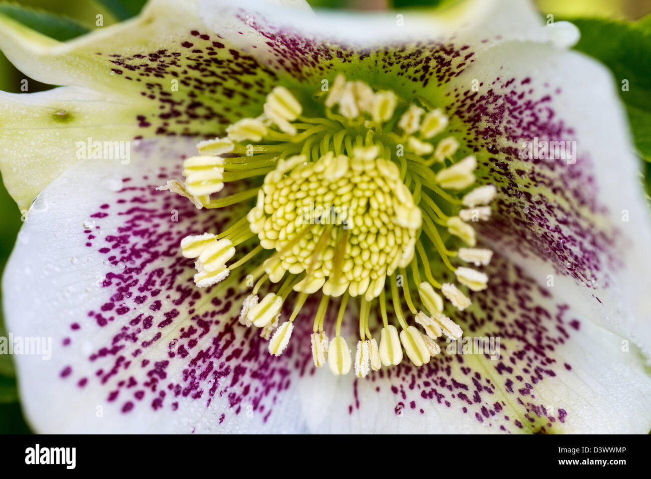 Close-up di Helleborus Orientalis ibrido, Febbraio 2013 Foto Stock