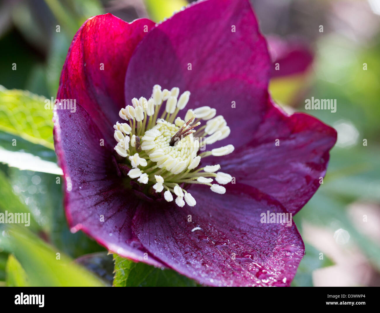 Close-up di Helleborus Orientalis, Febbraio 2013 Foto Stock
