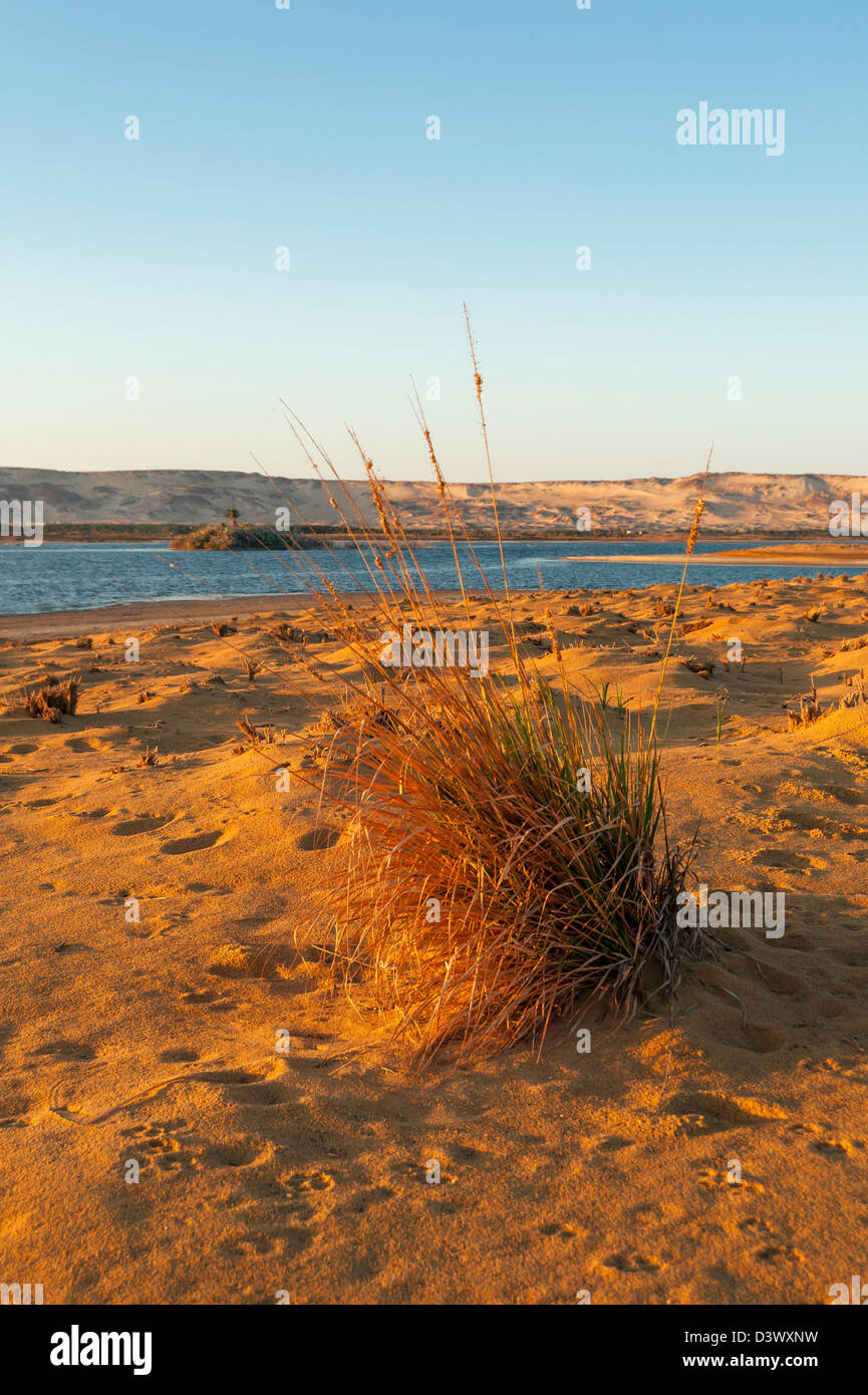 Al Marun vicino Lago Bahariya oasi, Western Desert, Egitto Foto Stock