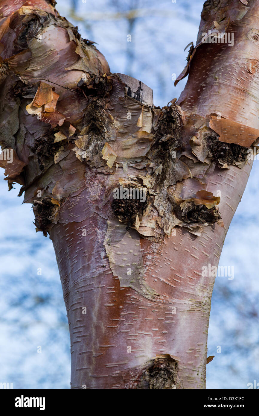 Close-up di tronco di Betula Utilis Febbraio 2013 Foto Stock