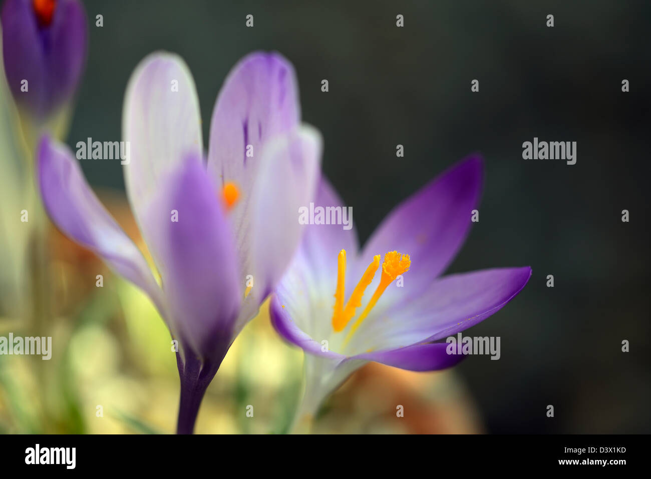 Crocus tommasinianus barre molla viola closeup viola blu pastello pallido lampadine petali di fiori ritratti di impianto di messa a fuoco selettiva Foto Stock
