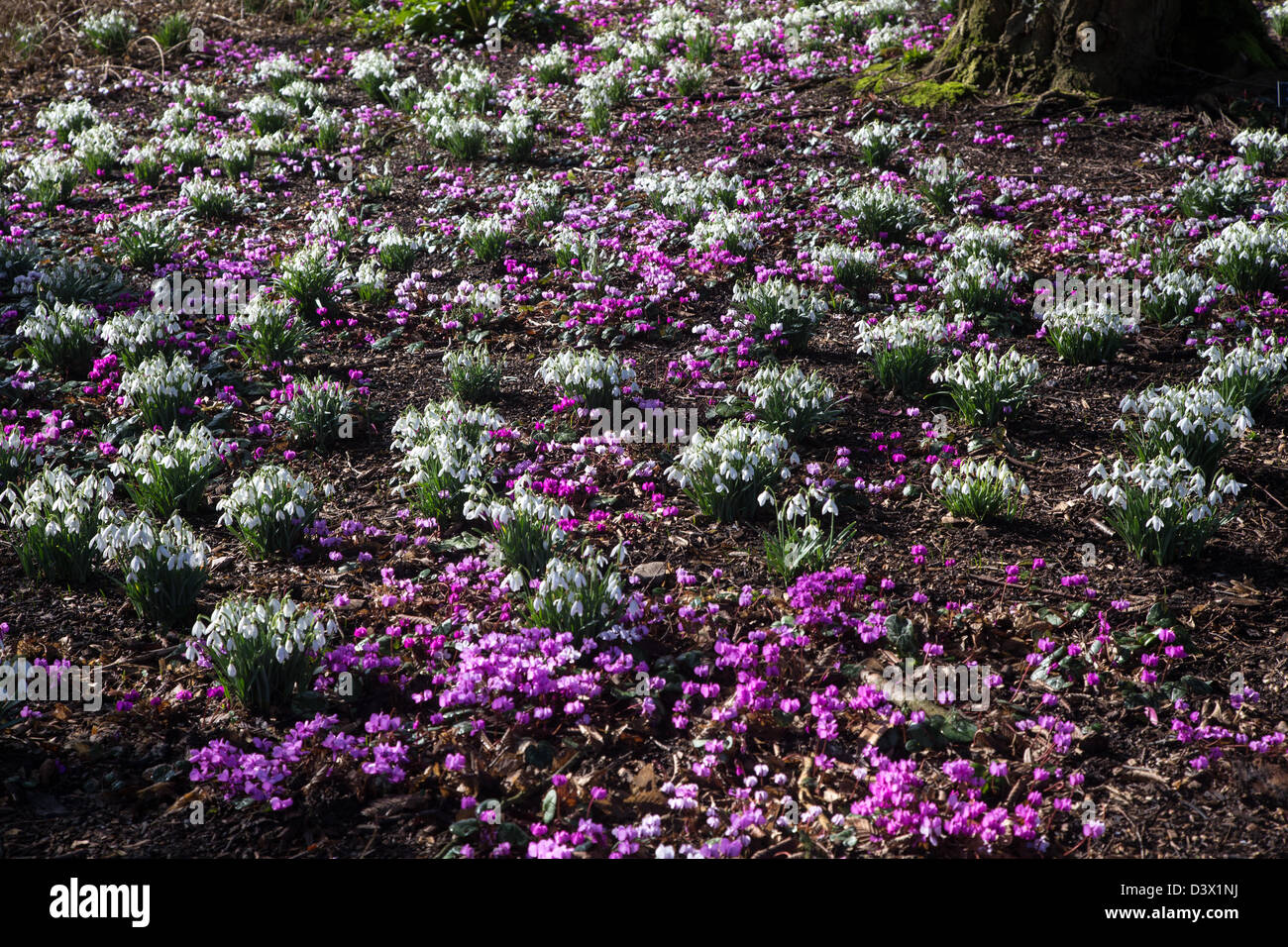 Cluster di bucaneve e inverno ciclamino nel febbraio 2013 Foto Stock