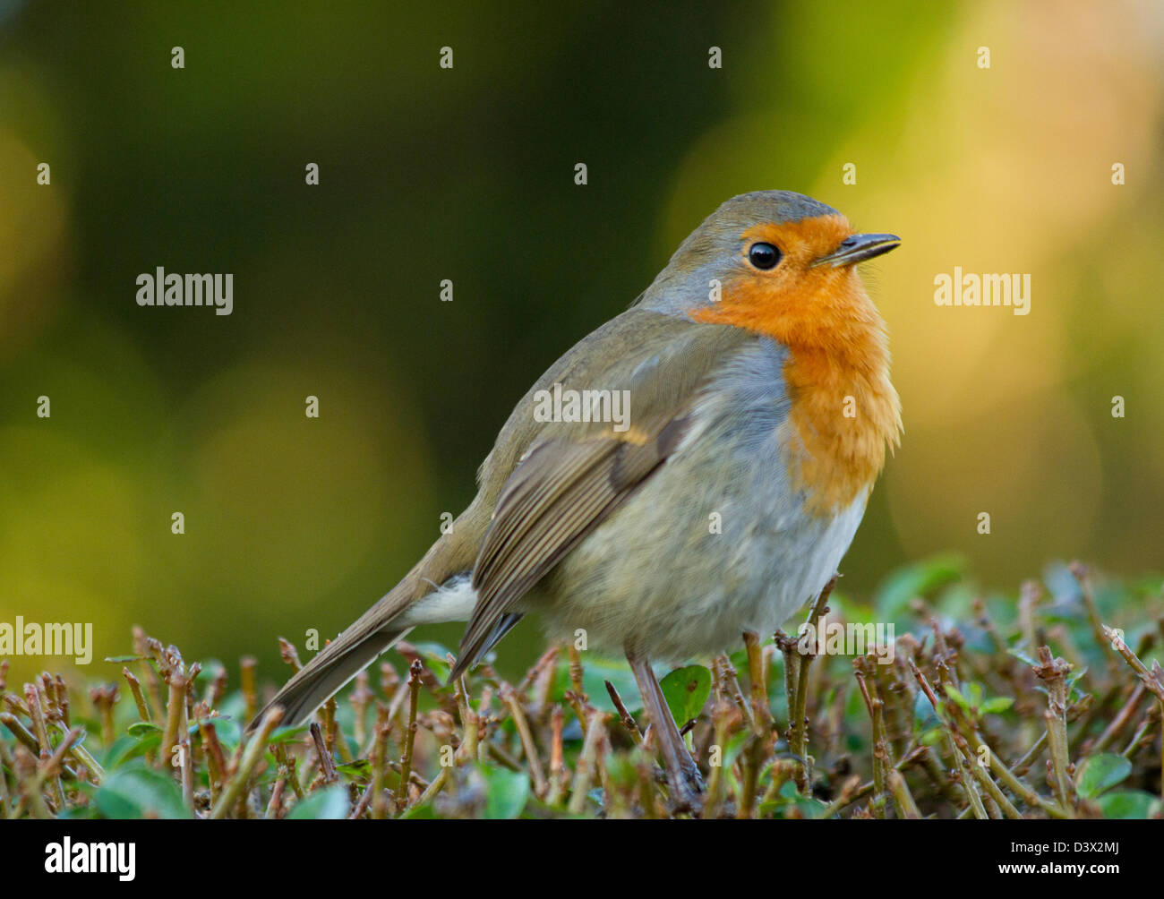 Pettirosso permanente sulla Privet hedge Foto Stock