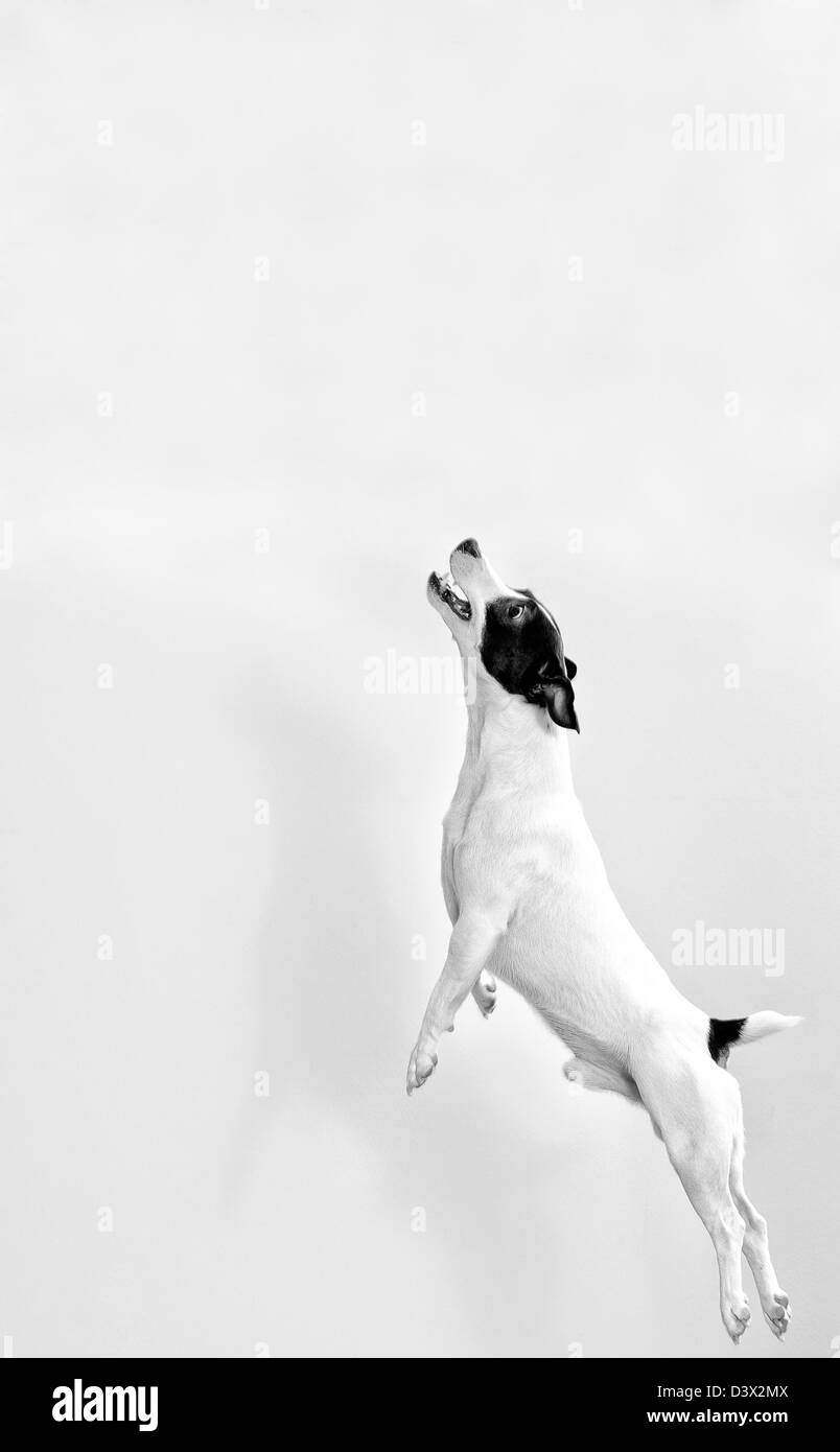 A tutta lunghezza jack russell terrier in salto.in bianco e nero Foto Stock