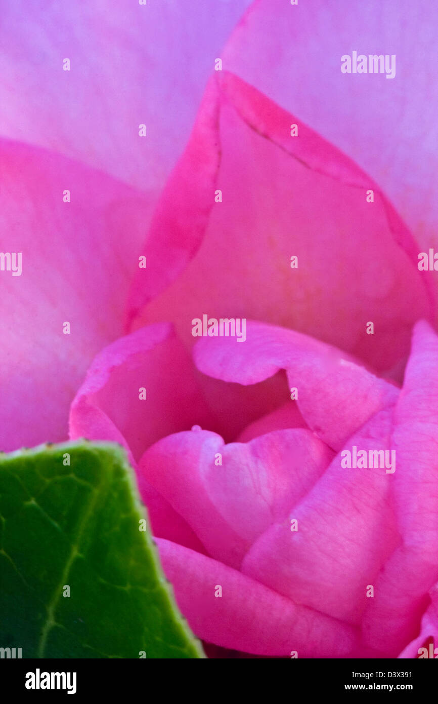 Camelia in rosa close up macro shot Foto Stock