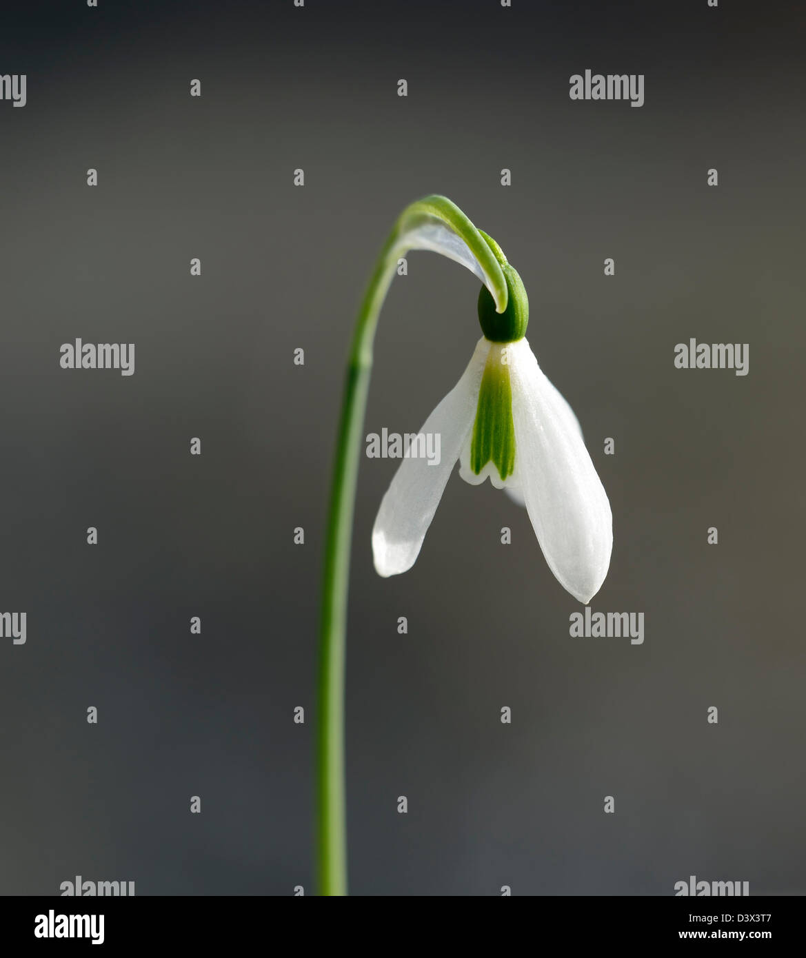 Galanthus merlin snowdrop bucaneve inverno closeup impianto ritratti bianco verde marcature fioriture dei fiori sbocciano fiori lampadina a molla Foto Stock