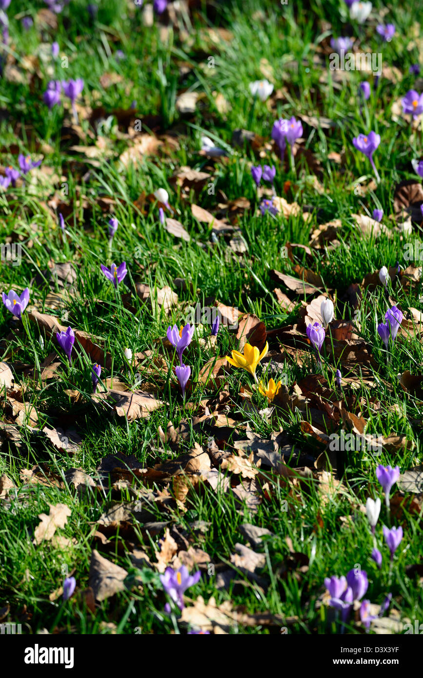 Viola Crocus bianco fioriture dei fiori che fioriscono in erba verde prato crescere tappeto crescente Foto Stock