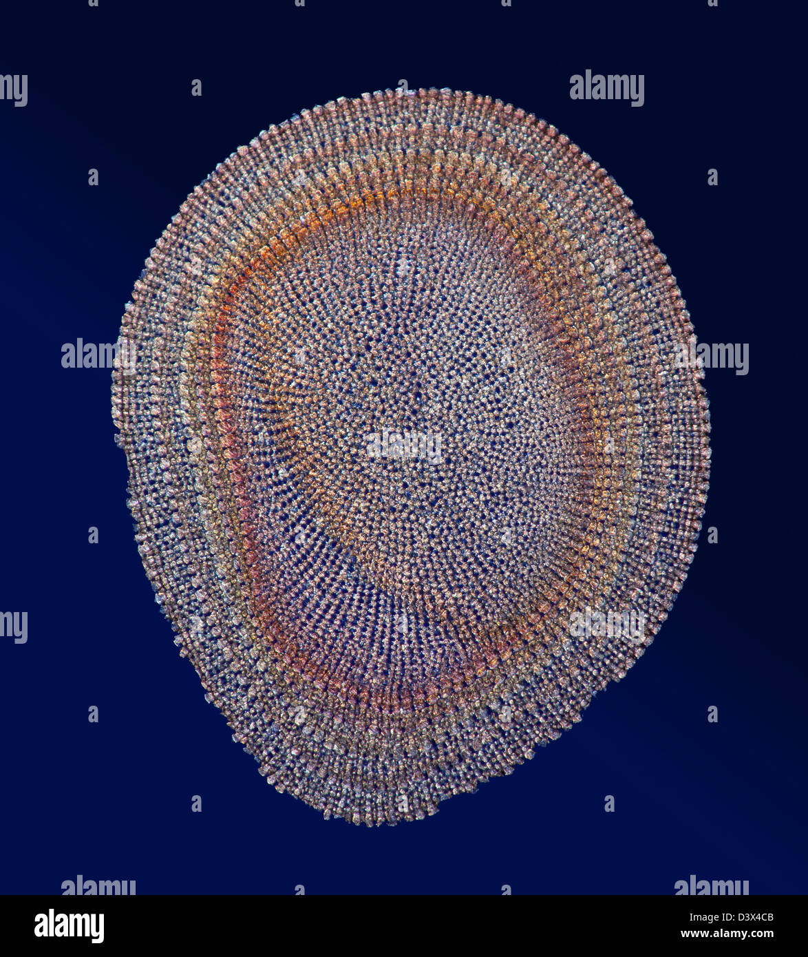 Polarizzata incrociata fotomicrografia, colonna vertebrale Echinus TS. ricci di mare. Sfondo blu. Foto Stock