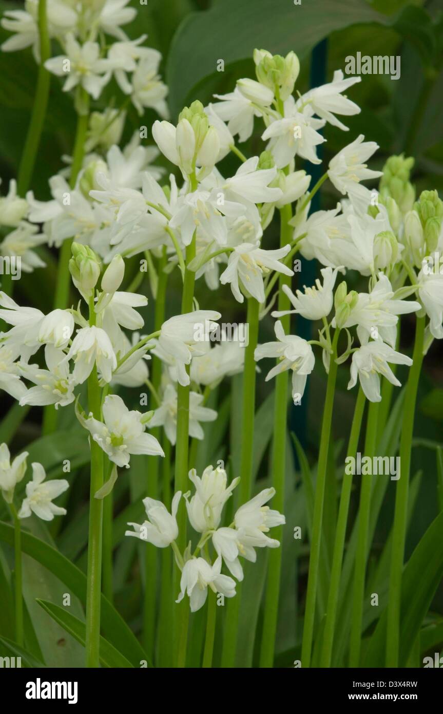 HYACINTHOIDES HISPANICA Syn. Scilla campanulata Foto Stock